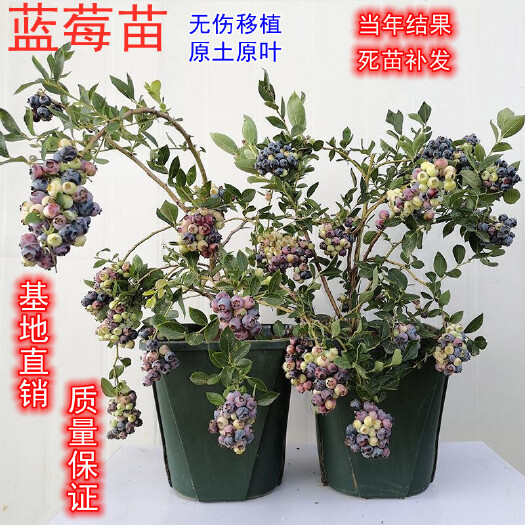 平邑县北高从蓝莓苗  蓝莓：奥尼尔，薄雾，蓝莓一号，莱克西，蓝丰，都克，等