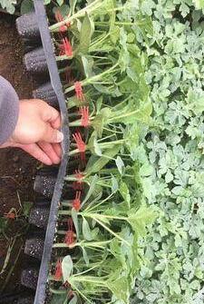 寿光市 西瓜苗代育 8424嫁接西瓜苗 甜王西瓜苗 西瓜育苗基地