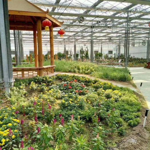 青州市薄膜连栋大棚 花卉专用薄膜连栋温室大棚 专业建设各种温室大棚