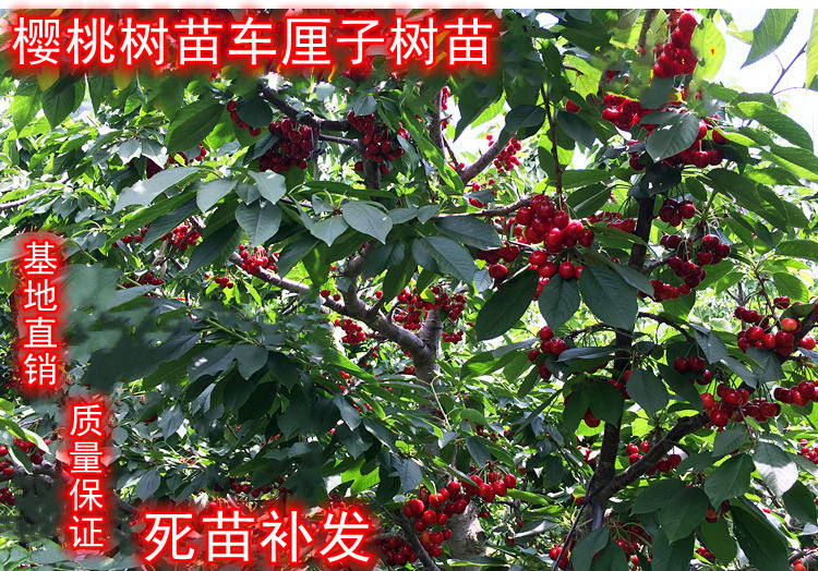 平邑县矮化樱桃苗 樱桃树苗品种有玛瑙红，大灯笼，黑珍珠，车厘子等