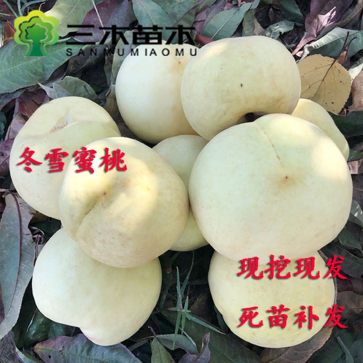 平邑县 冬雪蜜桃苗 冬桃苗