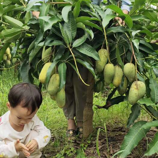 灵山县芒果苗批发 四季芒果苗