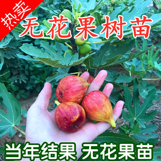 简阳市波姬红无花果苗  无花果树果苗特大波姬红盆栽地栽庭院南北方种