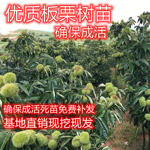 平邑县大红袍板栗苗  嫁接板栗树苗南北方地栽种植早熟特大当年结果大红袍板栗树果苗