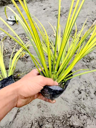 优质金叶菖蒲苗圃直销 水体湿地绿化 规格齐全 量大优惠