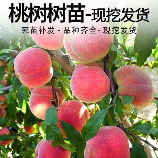 简阳市胭脂脆桃树苗高纯度果苗胭脂脆桃苗苗木基地苗圃直发直供优质