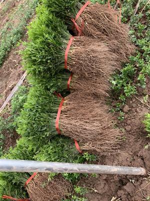  枳壳苗 基地现挖 枳壳苗嫁接枳壳苗