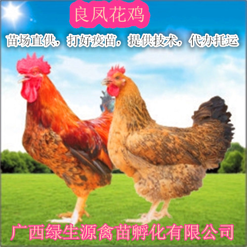 南宁精品良凤花鸡苗，苗场直供，质量保证以交保证金。成活率96%