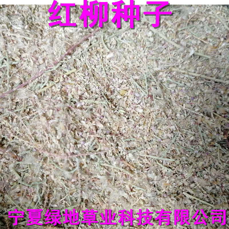 柳树种子红柳怪柳种子行道绿化园林景观种植用种子乔木灌木防