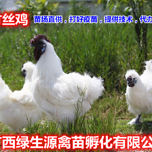 南宁乌骨鸡苗  苗场直供，打好防疫，代办托运，技术指导，包路损