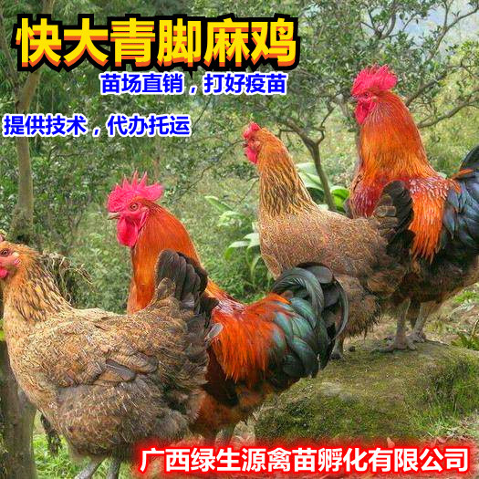 南宁孵房直供铁脚麻鸡苗，好养耐热耐寒，宜家庭养，养殖场习群养殖