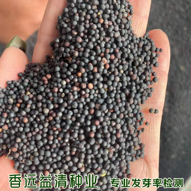沭阳县油菜籽种子观赏型油菜籽种子榨油型包邮彩色油菜花种子