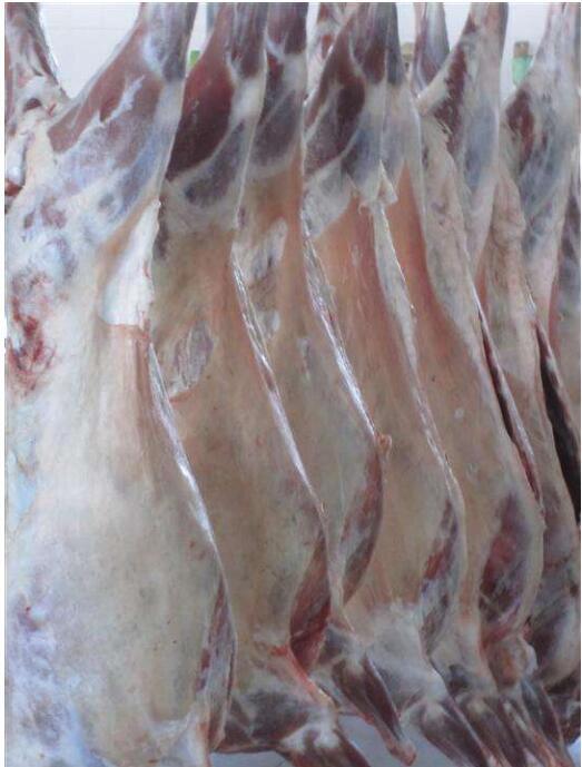 昭苏县 伊犁哈萨克羊肉30-50斤绵羊肉整羊 现杀 包邮 散养肉