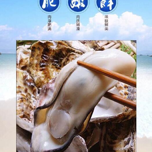 连云港 正宗乳山生蚝牡蛎量大价优鲜活发货