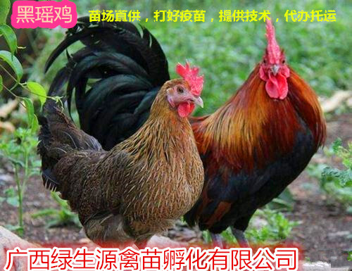南宁黑瑶鸡苗。苗场直供，打好马立克疫苗，成活率98%，