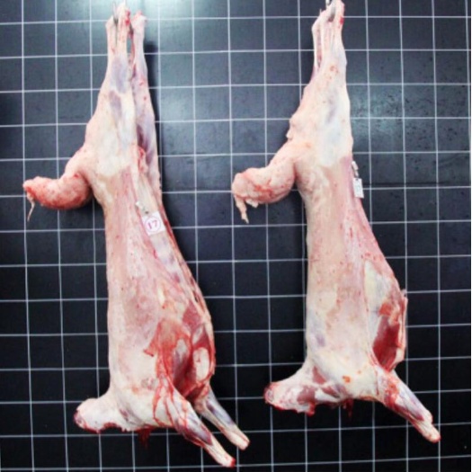 昭苏县 伊犁羔羊肉30-50斤现杀包邮散养肉