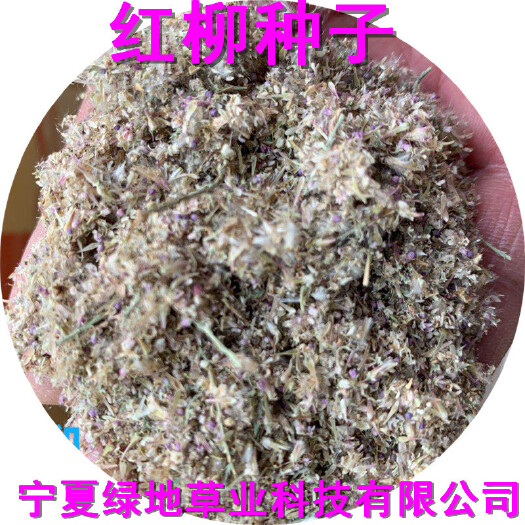 柳树种子红柳怪柳种子行道绿化园林景观种植用种子乔木灌木防