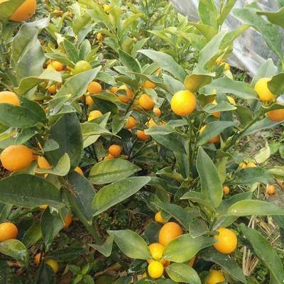 邵东市 脆皮金桔苗 脆皮金桔树苗 适合南北方种植 基地直销