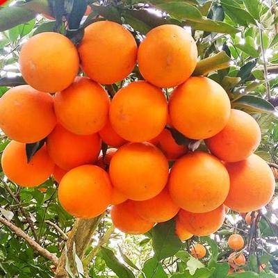 邵东市 冰糖橙树苗 当年结果苗，甜度高