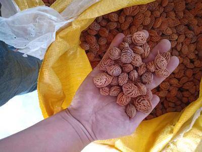 邵东市 桃树种子 ，毛桃种子，桃核，全新发芽率百分之98