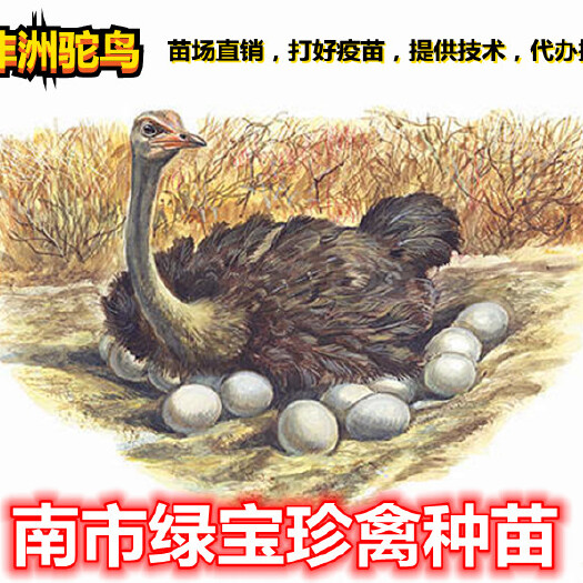 南宁羊驼  精品非洲驼鸟苗，苗场直供，质量保证，成活率高达99%