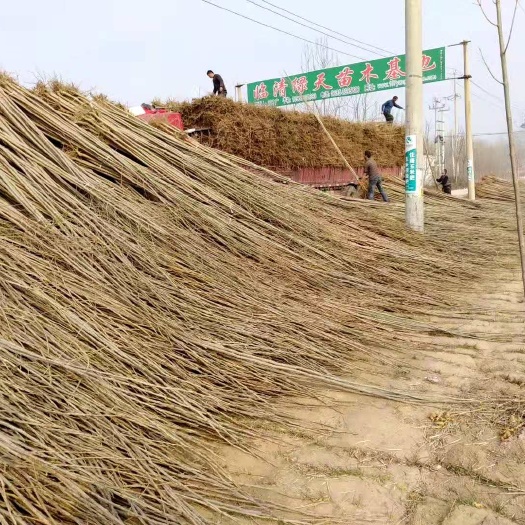 临清市毛白杨 供应107速生杨树苗，无絮杨树苗