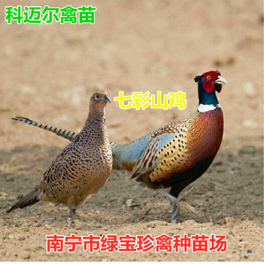 南宁脱温七彩山鸡苗，均重0.8斤左右，疫苗齐全，代办托运，