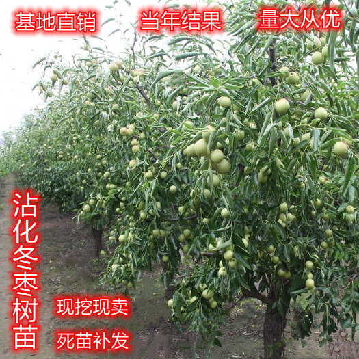 平邑县冬枣树苗  特大沾化冬枣嫁接枣树苗南北方庭院种植当年结果地栽盆栽