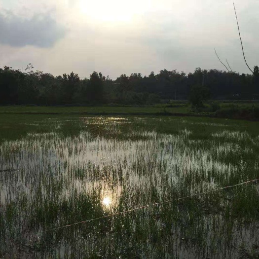 黄石水田  莲藕泥塘出租（湖北黄石）