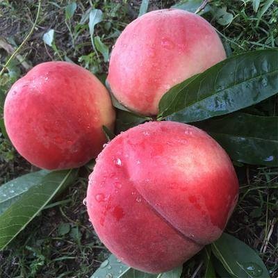 邵东市 冬桃苗 嫁接晚熟品种 个大脆甜