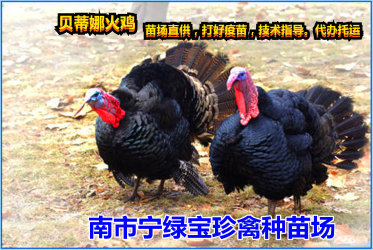 南宁 孵化直供，贝蒂娜火鸡苗，青铜火鸡苗，尼古拉火鸡苗，