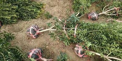 邵东市东魁杨梅树苗 杨梅树 东魁苗 东魁杨梅苗