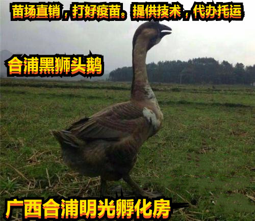 南宁黑狮头鹅苗，孵房直供，打好小鹅瘟，痛风疫苗，成活率96%