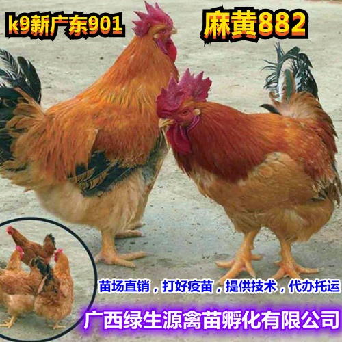 南宁K9鸡苗，有新广901。麻黄882.是家禽特大鸡种，
