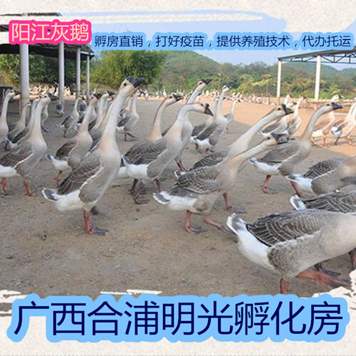 南宁广东阳江灰鹅苗，孵房直供，打好小鹅瘟。痛风疫苗。成活率96%