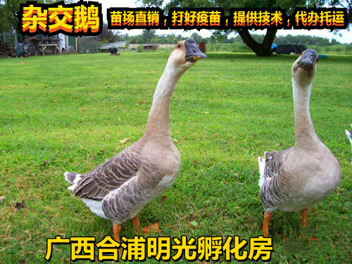 南宁杂交鹅苗  杂交狮头鹅苗，基地直供，产品纯正，成活高95%