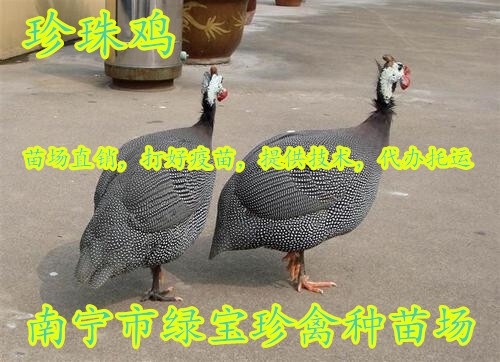 南宁特禽精品珍珠鸡苗，抗病力强，疫苗齐全，成活率96%，