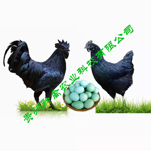 贵阳 黔禽五黑绿壳蛋鸡苗