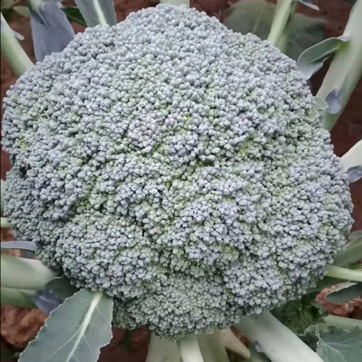 炎秀西兰花苗 耐热耐抽薹西兰花苗 青花菜苗 西兰花苗批发