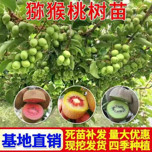 平邑县 红心猕猴桃苗多品种南方北方庭院盆栽地栽种植基地直销量大优惠