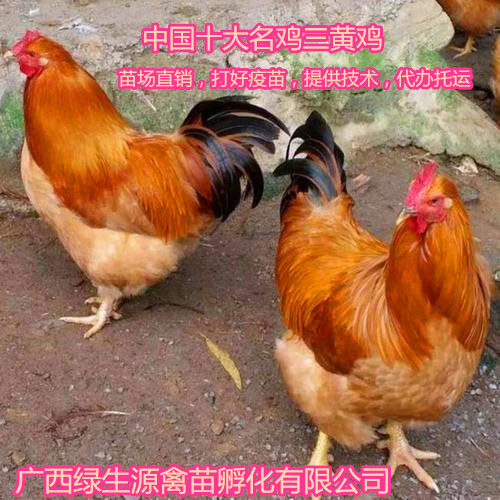 南宁中国十大名鸡。三黄鸡苗。苗场直供品种纯正，打好马立克疫苗