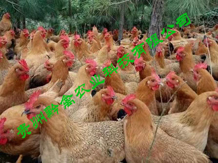 贵阳桂香土鸡苗 黔禽桂香土鸡