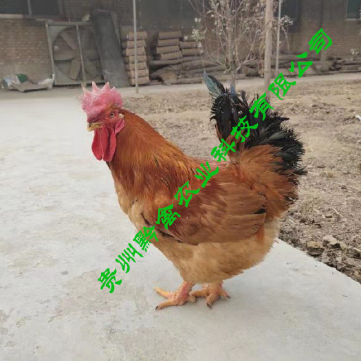 贵阳k9肉鸡苗882 黔禽麻黄鸡