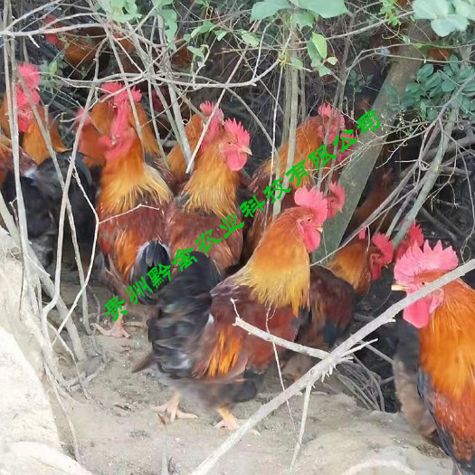 贵阳清远2号麻鸡苗 黔禽清远麻鸡
