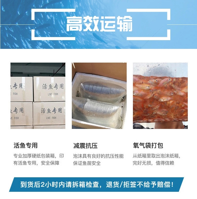 雄鱼苗  广州华广水产渔场直供花鲢鱼苗 大头鱼苗 鳙鱼苗