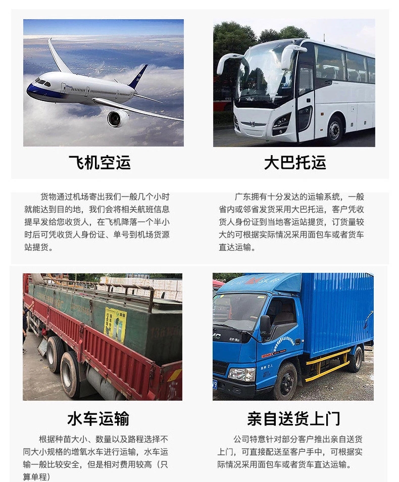 雄鱼苗  广州华广水产渔场直供花鲢鱼苗 大头鱼苗 鳙鱼苗