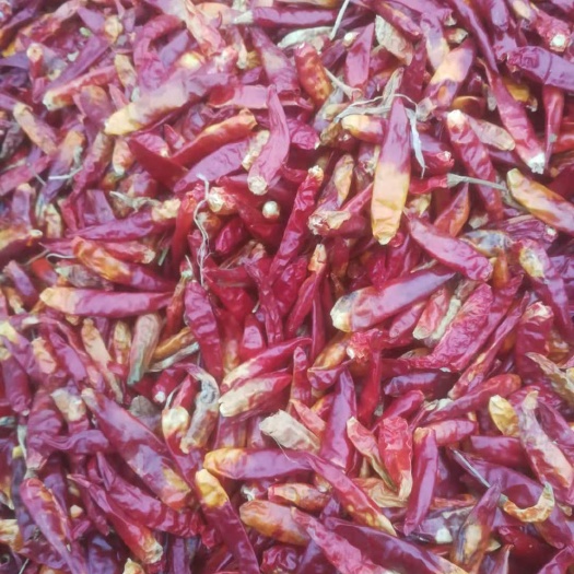 柘城县 三樱椒 朝天椒干辣椒 花皮捡皮干辣椒 打粉辣椒