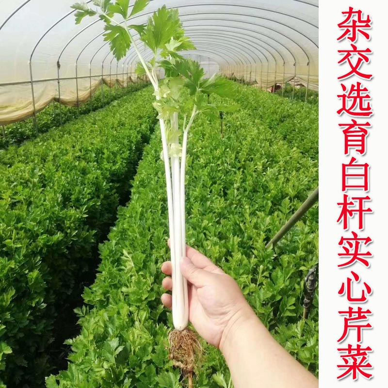 实心白杆芹菜种子 白帝实心芹种籽 早熟 香味浓郁特菜籽