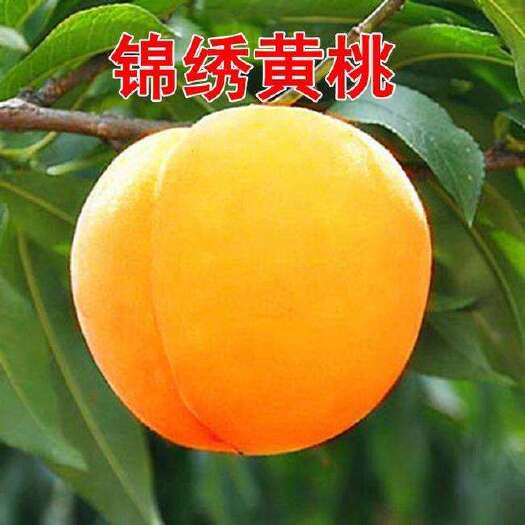 锦绣黄桃苗 中晚熟黄桃树苗 纯甜高糖大果型品种保证品种