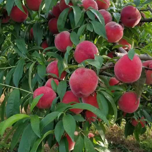 中桃9号桃树苗 早熟大果型丰产 脆甜多汁推荐品种